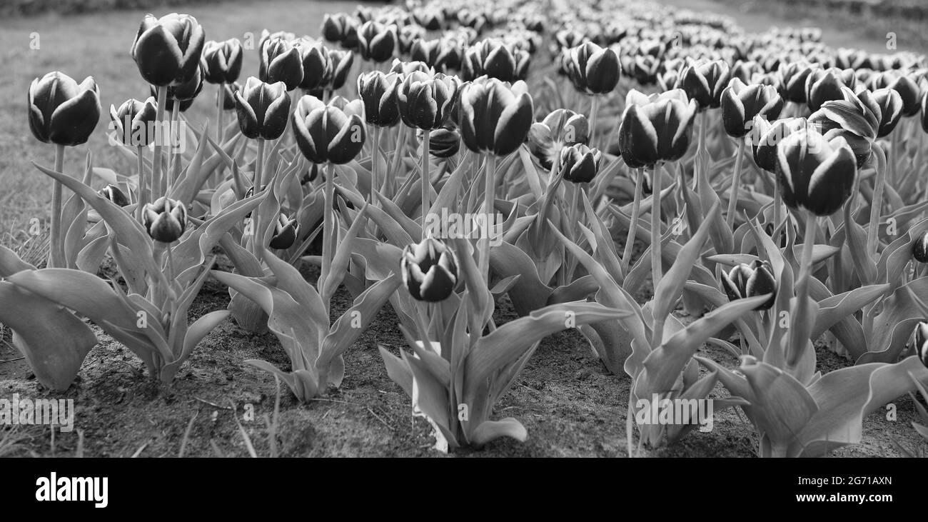 Défenseur de l'environnement. Pays-Bas. Tulipes dans le jardin. Magnifique champ de tulipes en Hollande. Relax et gestion du stress. Tulipes au printemps Banque D'Images
