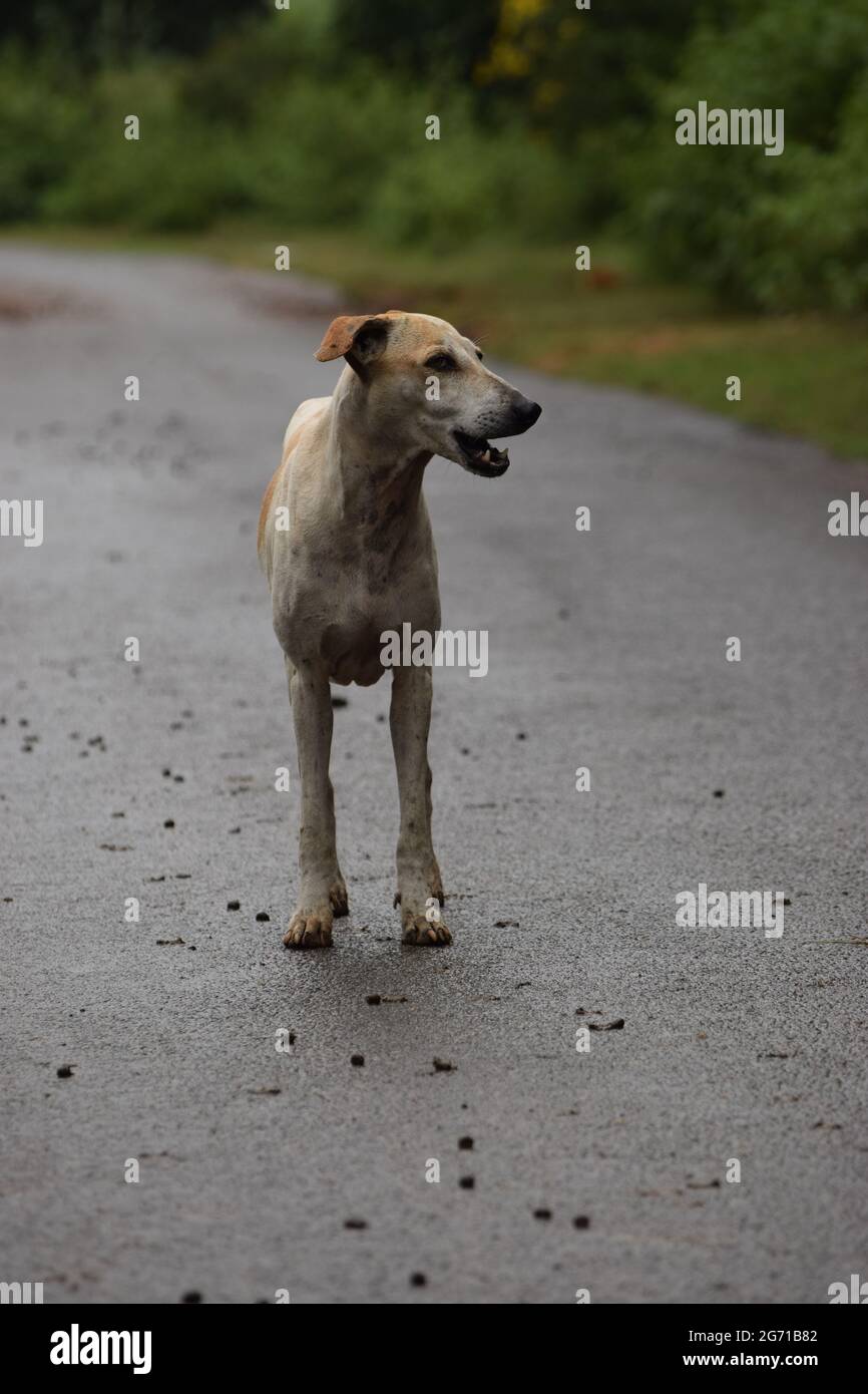 Les chiens de rue méritent de vivre Banque D'Images