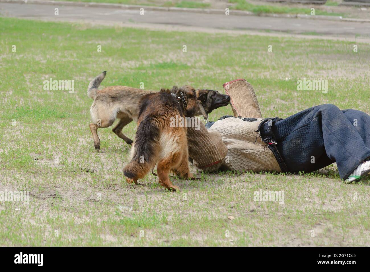 K9 dressage de chiens. Attaquez les bergers allemands et belges