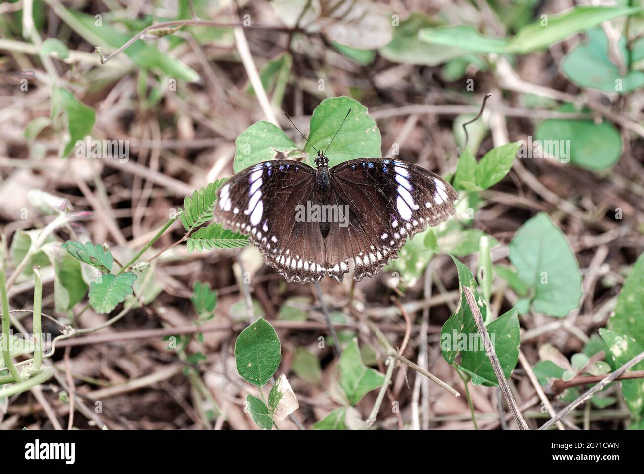 Papillon noir étalant son aile dans la nature. Banque D'Images