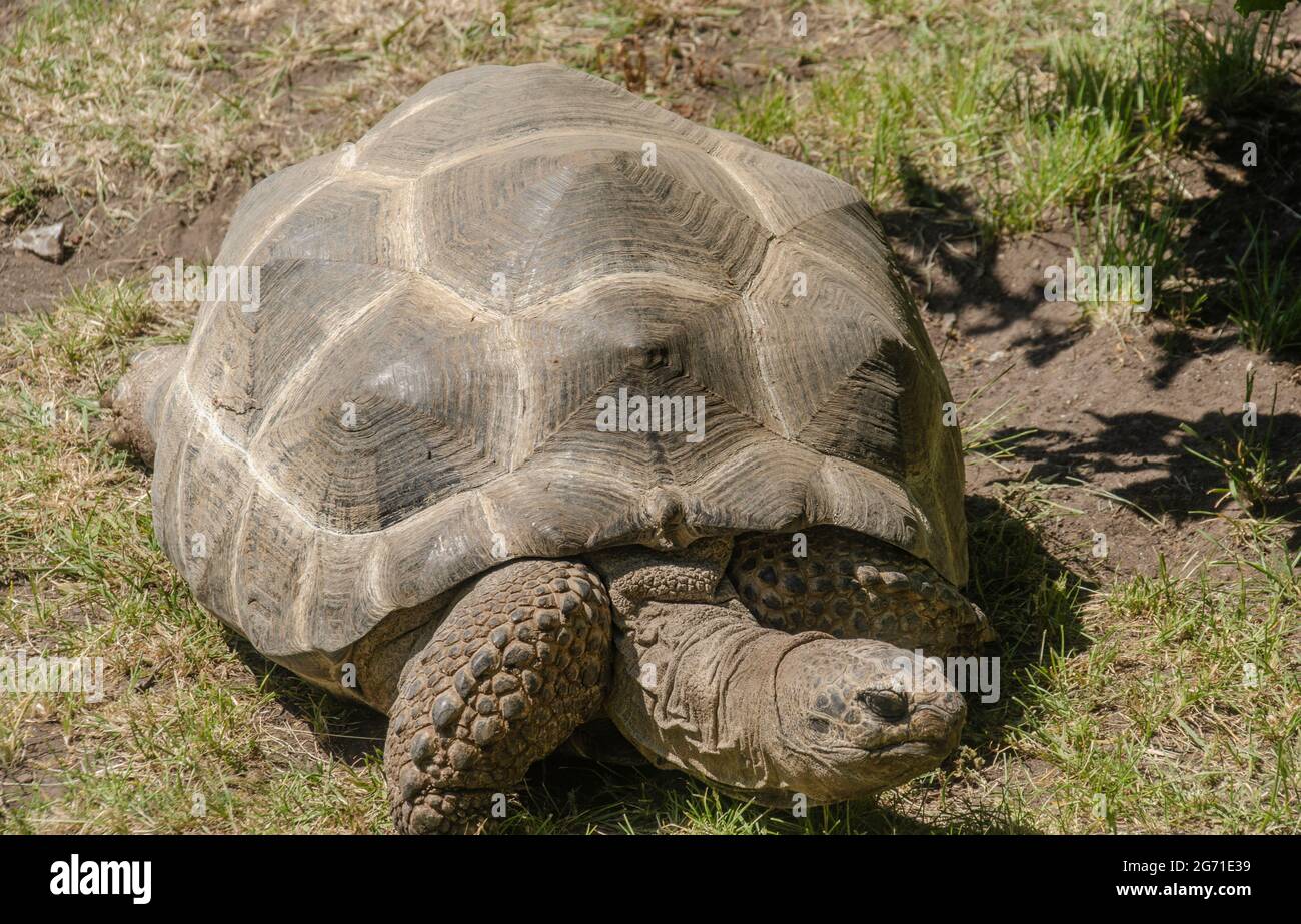 Schildkröte Banque D'Images