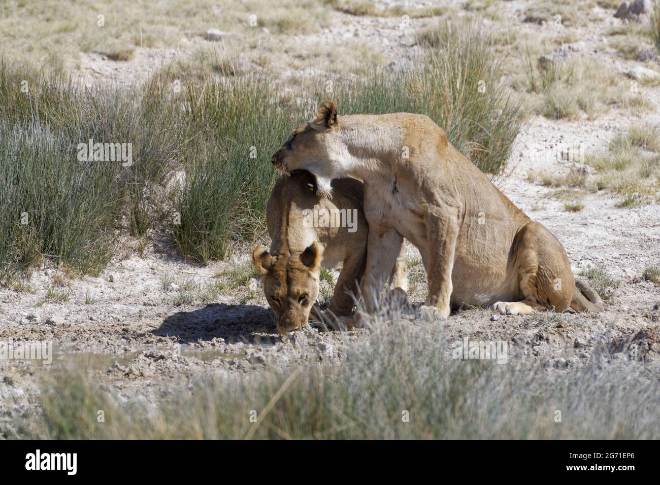 Lionesses (Panthera leo), deux femelles adultes au trou d'eau, l'une buvant d'une flaque, l'autre montrant de l'affection, Parc national d'Etosha, Namibie Banque D'Images