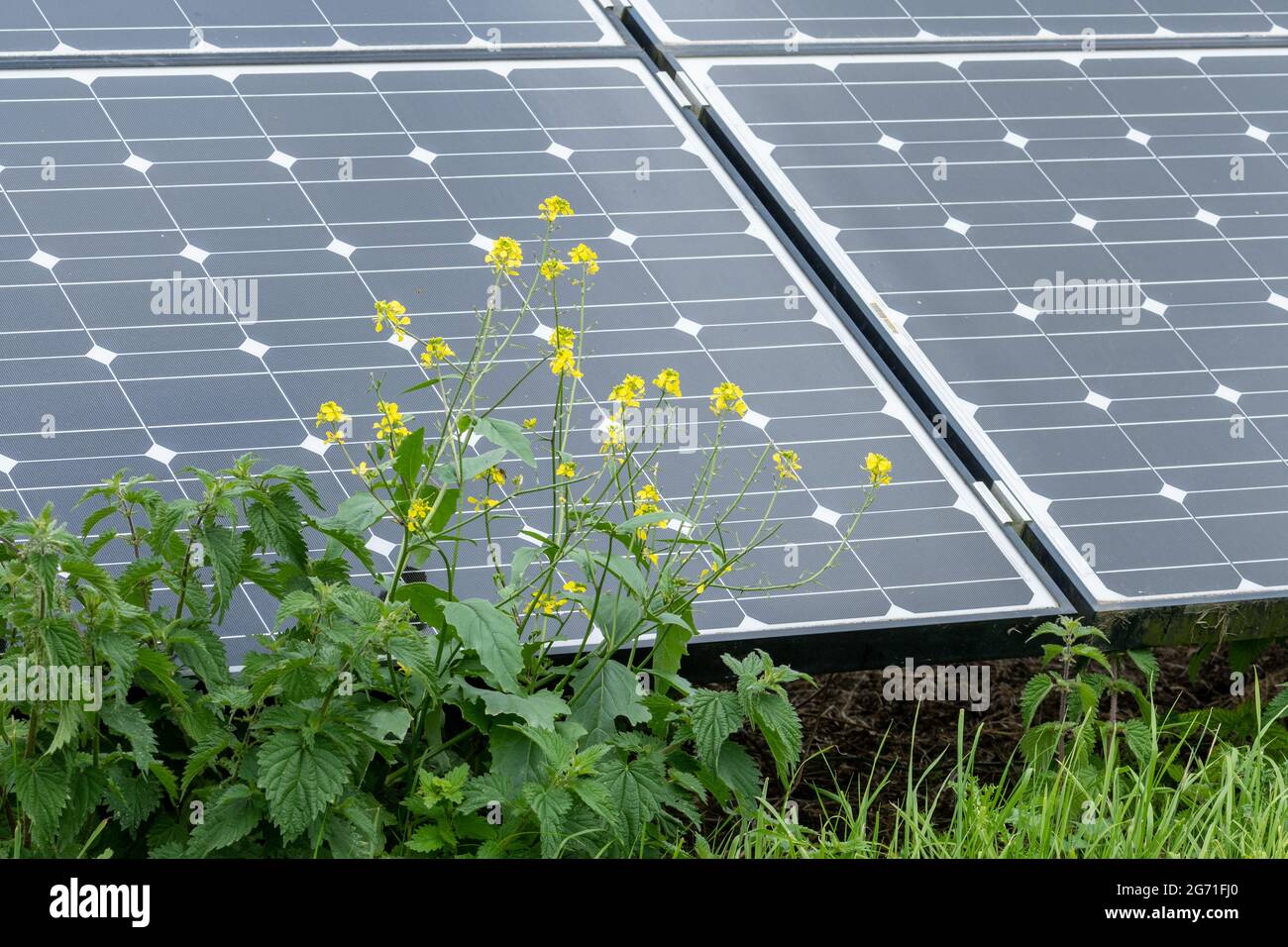 Panneaux d'énergie solaire dans un champ dans la campagne du Royaume-Uni pour produire de l'électricité renouvelable à partir de la lumière du soleil Banque D'Images