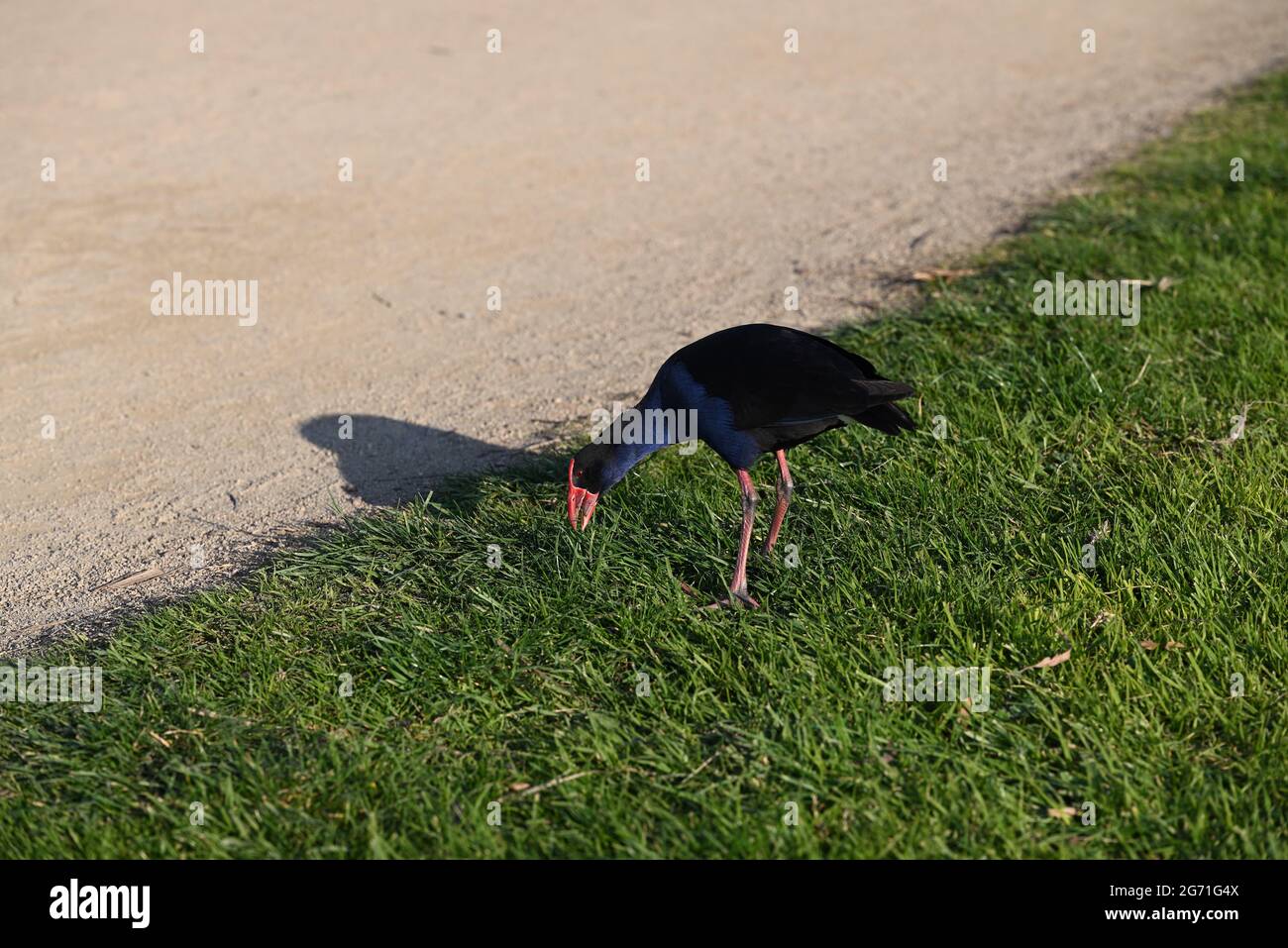 Un marécage Australasien, ou pukeko, se pencher vers le bas pour manger de l'herbe à côté d'un chemin de gravier dans un parc Banque D'Images