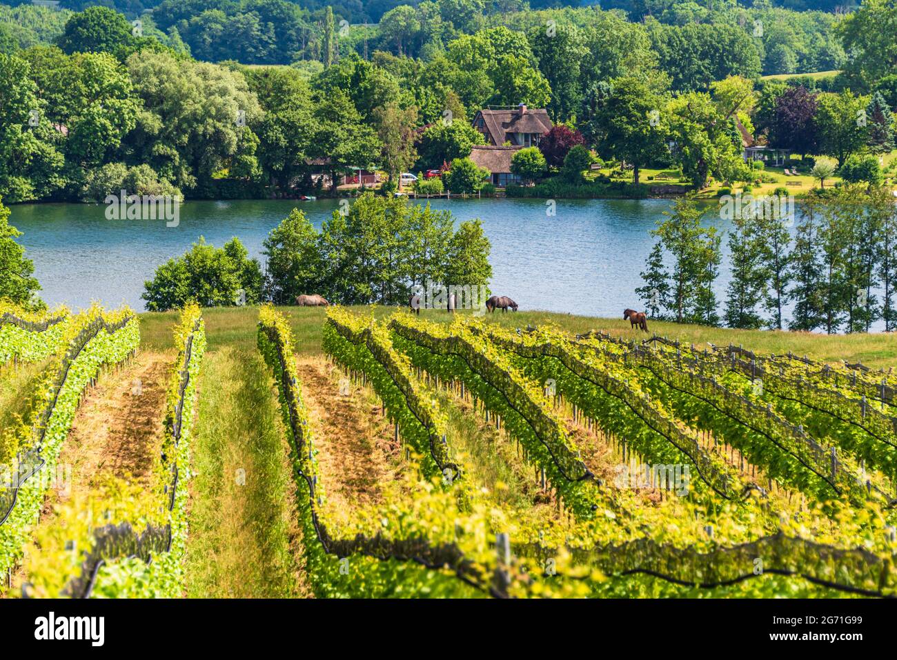 Ein Weinberg dans Schleswig-Holstein dans Holsteinischen Schweiz dans Grebin Banque D'Images