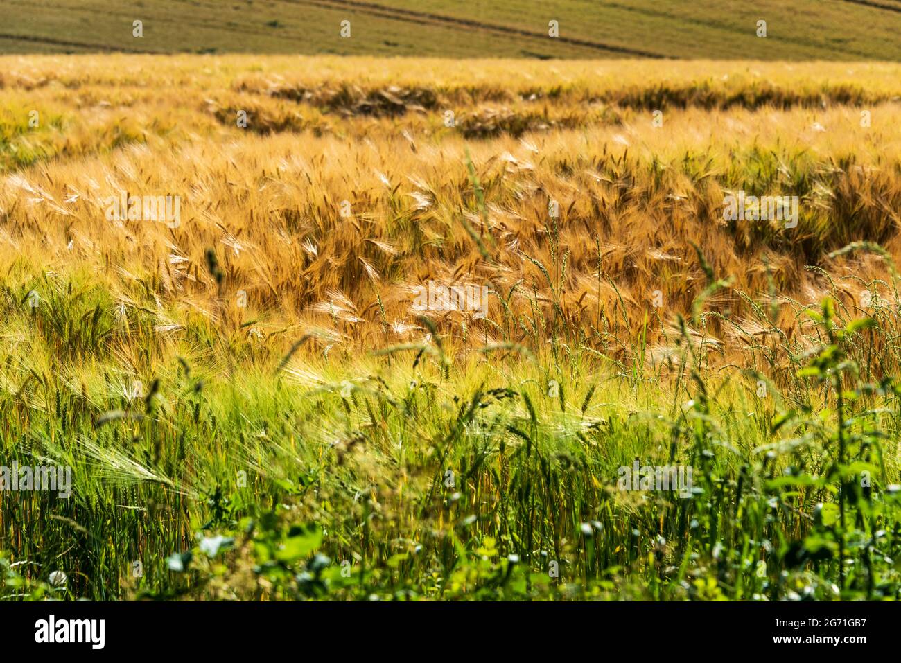 Getreidefeld mit reifem Getreide kurz vor der Ernte in der Holsteinischen Schweiz in Schleswig-Holstein Banque D'Images