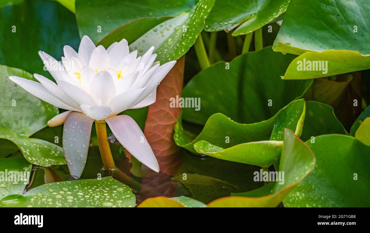 Une fleur de lotus blanc et des gouttes de pluie sur les feuilles en été. Nymphaea alba. Nénuphars blancs européens. Rose d'eau blanche. Nenuphar blanc. La beauté dans la nature Banque D'Images