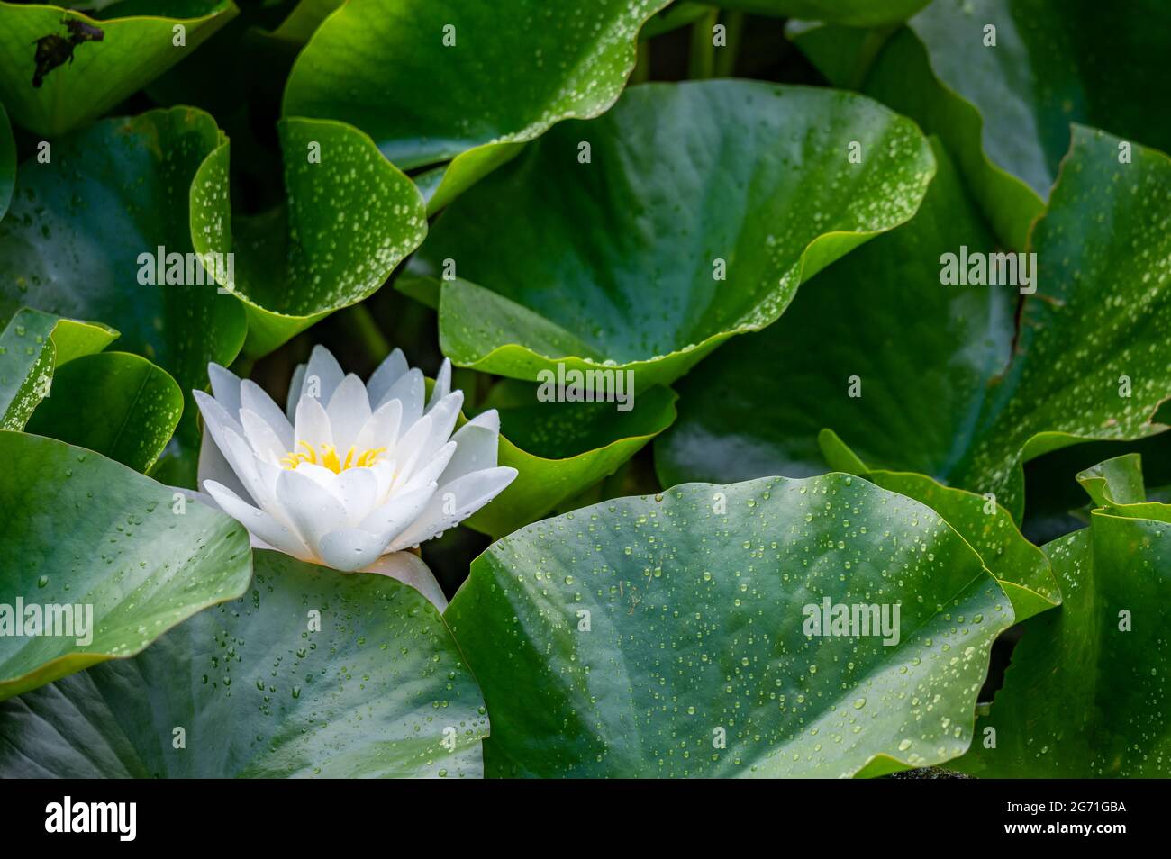 Une fleur de lotus blanc et des gouttes de pluie sur les feuilles en été. Nymphaea alba. Nénuphars blancs européens. Rose d'eau blanche. Nenuphar blanc. La beauté dans la nature Banque D'Images