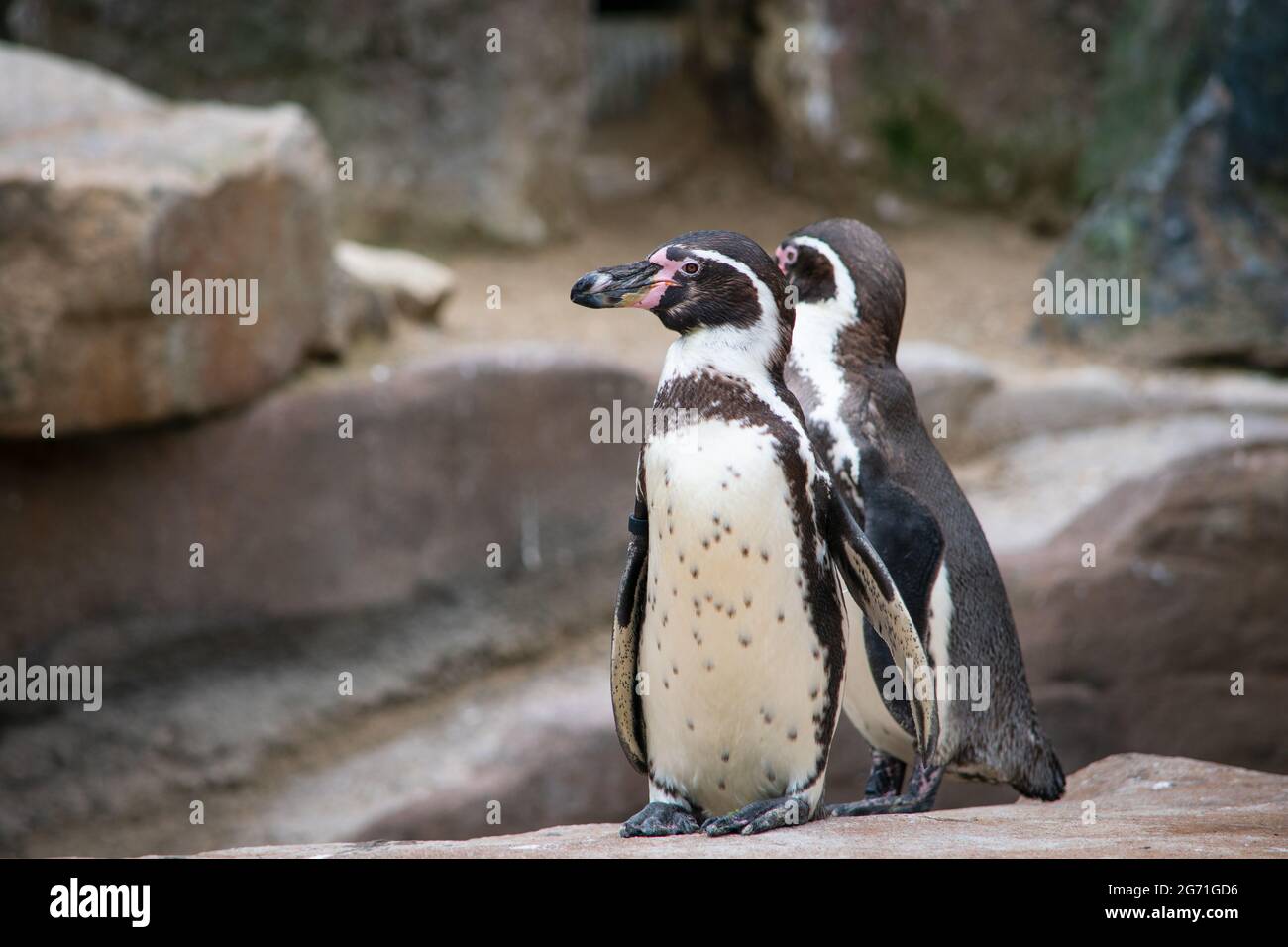 Pingouins de Humboldt Banque D'Images