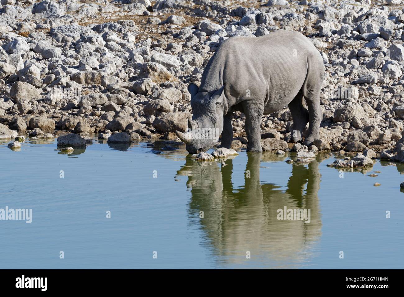 Rhinocéros noirs (Diceros bicornis) debout dans l'eau, potable, trou d'eau d'Okaukuejo, Parc national d'Etosha, Namibie, Afrique Banque D'Images