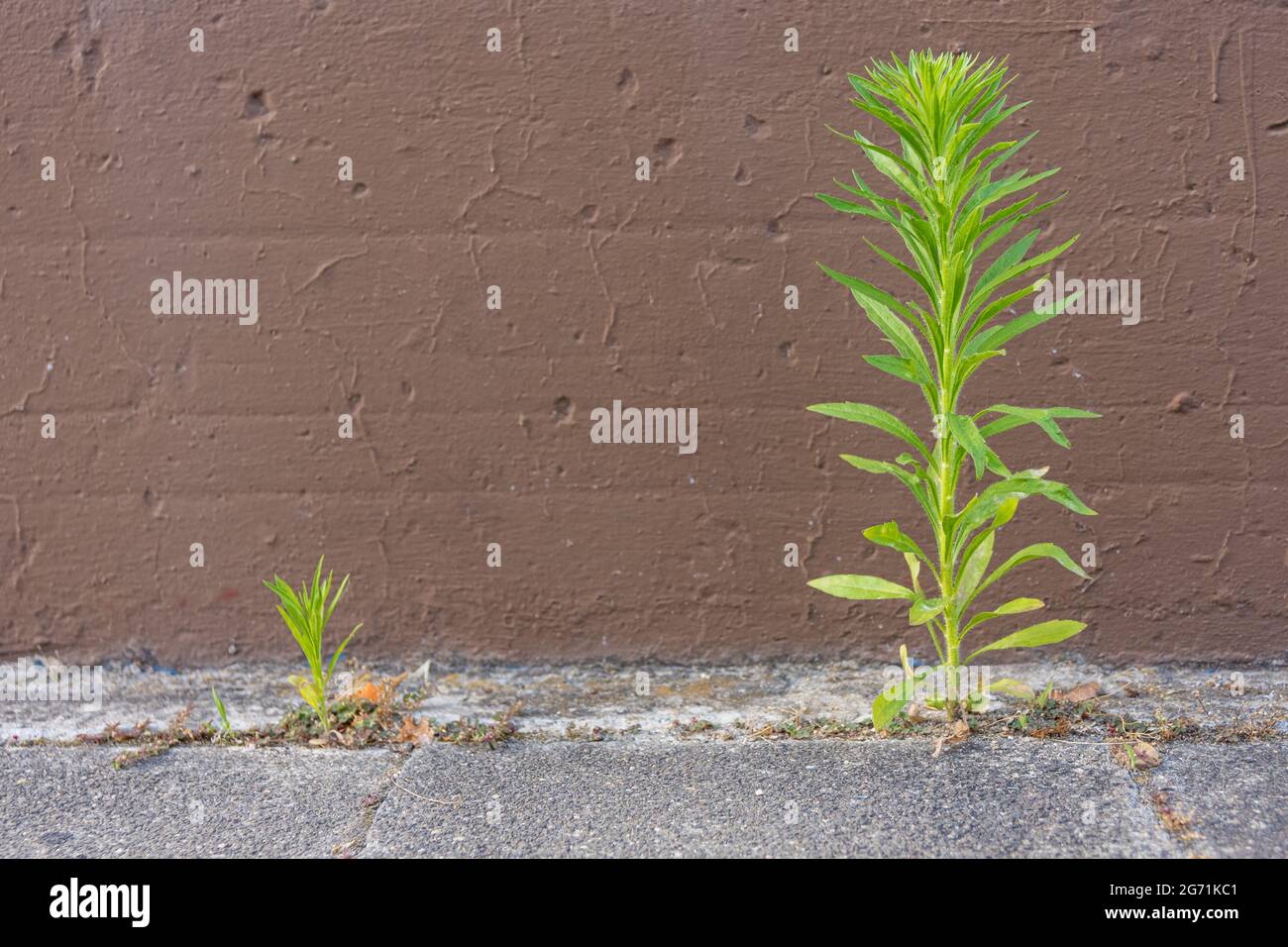 Deux plantes de tailles différentes avec un mur brun en arrière-plan Banque D'Images