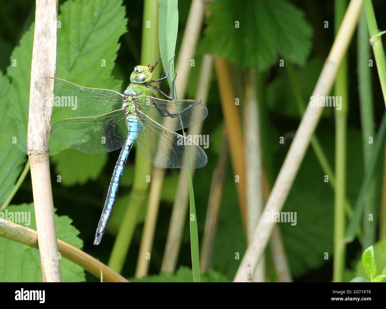 Gros plan d'une libellule bleue empereur (imperméable Anax) mâle reposant sur une lame d'herbe. Un type de libellule de type va-et-va. Banque D'Images