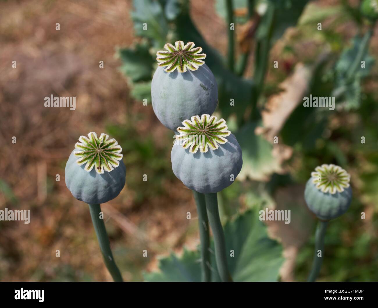 Gros plan sur les têtes de pavot à opium. Le Papaver somniferum, communément appelé pavot à opium ou pavot à pain, est une espèce de plante à fleurs de la famille P. Banque D'Images