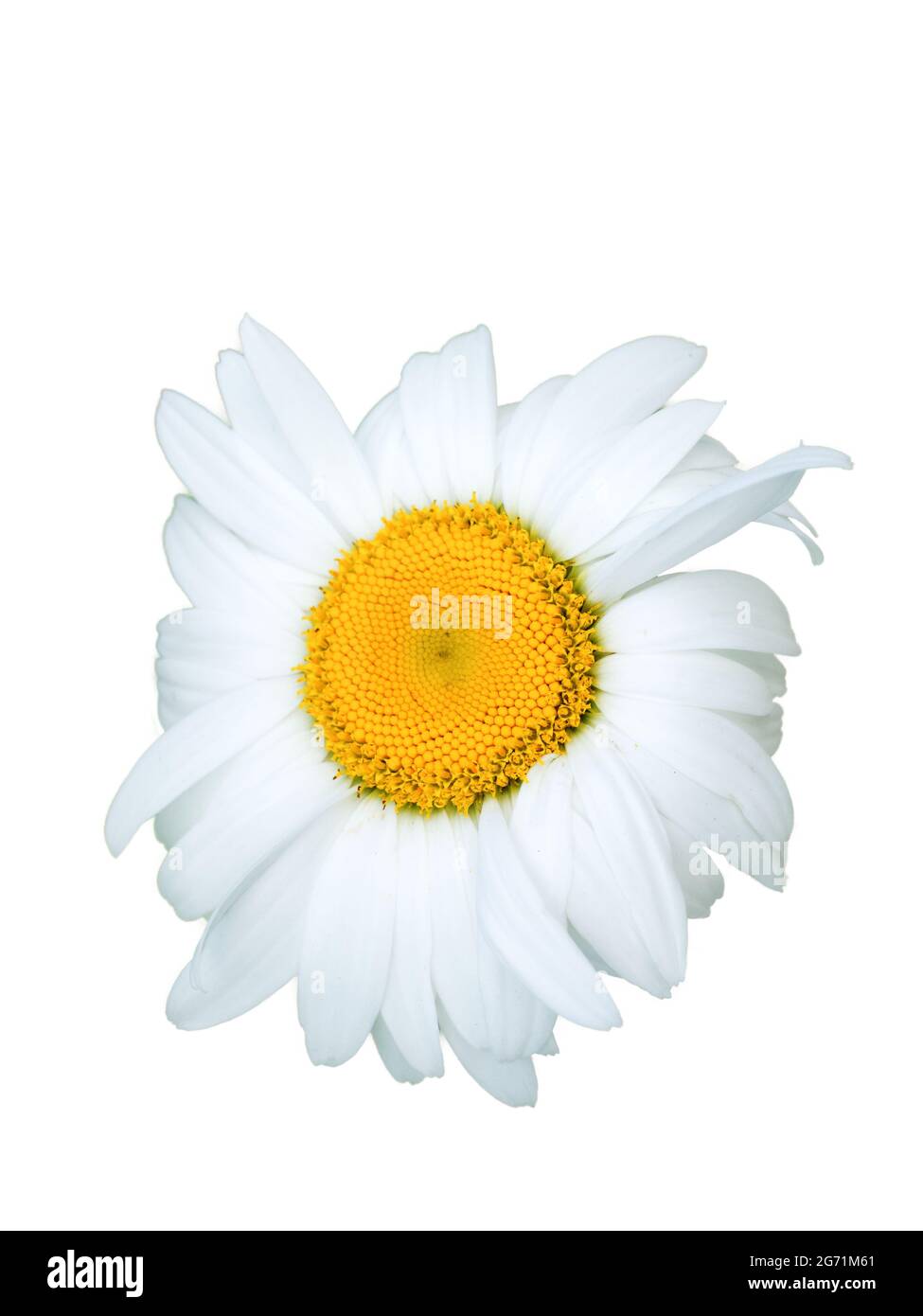Fleur de camomille, gros plan. Camomille ou camomille est le nom commun de  plusieurs plantes de la famille des Asteraceae. Isolé sur le backgro blanc  Photo Stock - Alamy