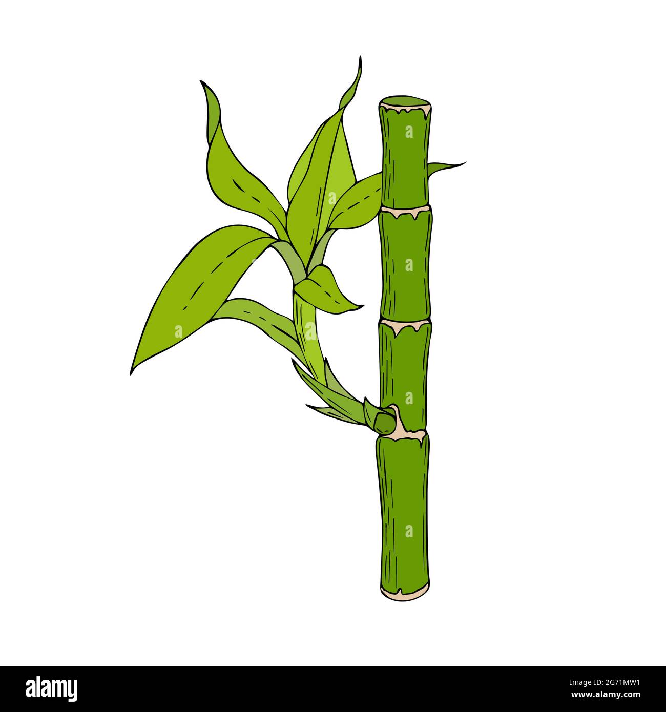 Bâton de bambou avec feuilles et jeunes pousses, dessin à la main, gribouillage, couleur, isolé, arrière-plan blanc. Illustration vectorielle Illustration de Vecteur