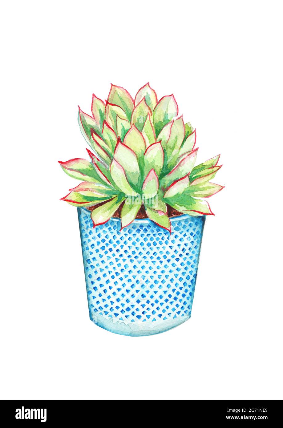 Illustration peinte à la main d'une plante verte succulente, dans un pot décoratif bleu, isolée sur fond blanc Banque D'Images