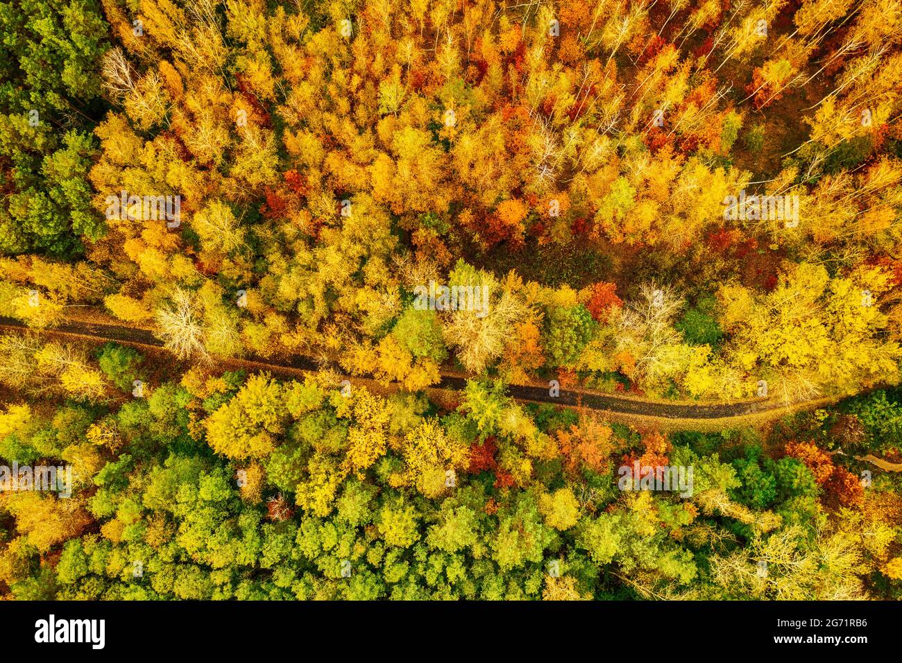 Forêt d'automne d'en haut Banque D'Images