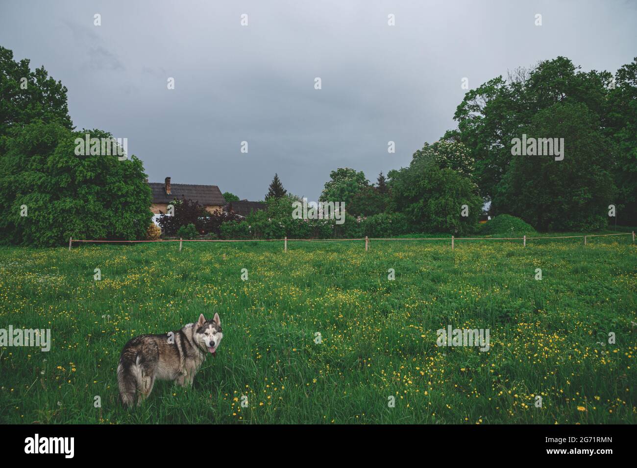 Un chien Husky adulte marche dans un pré sur l'herbe verte. Maison en arrière-plan. Clôture de volaille électrique. Début de l'été Banque D'Images
