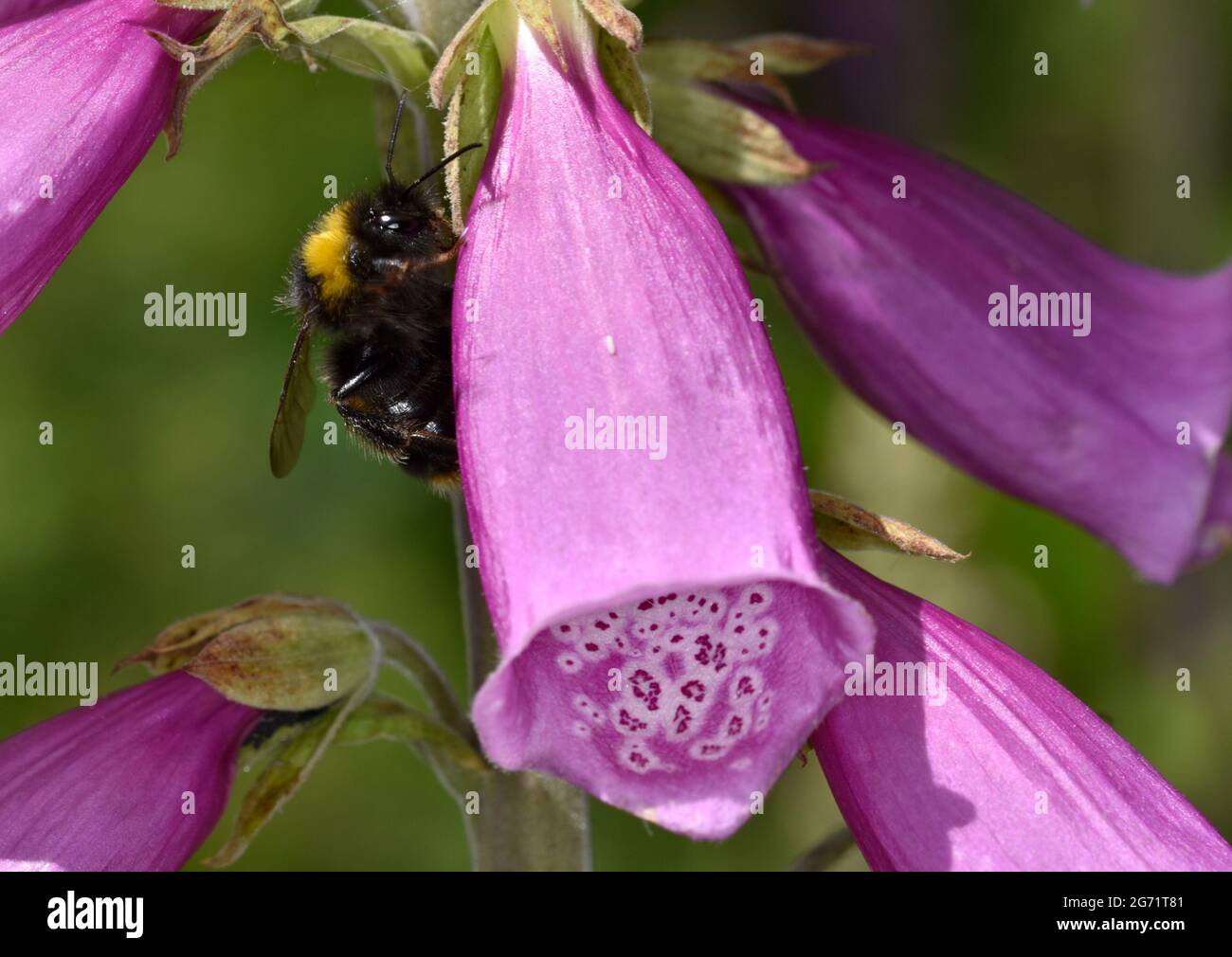 Bourdon Bombus hortorum - Jardin Banque D'Images