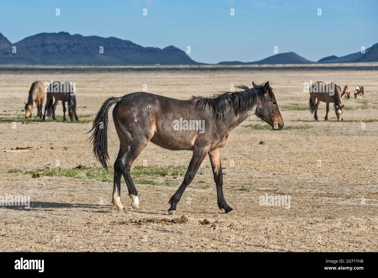 Chevaux sauvages dans Dugway Valley, Pony Express Trail, Back Country Byway, Great Basin, Utah, ÉTATS-UNIS Banque D'Images