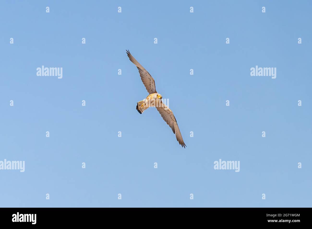 Moindre kestrel (Falco naumanni) en vol Banque D'Images