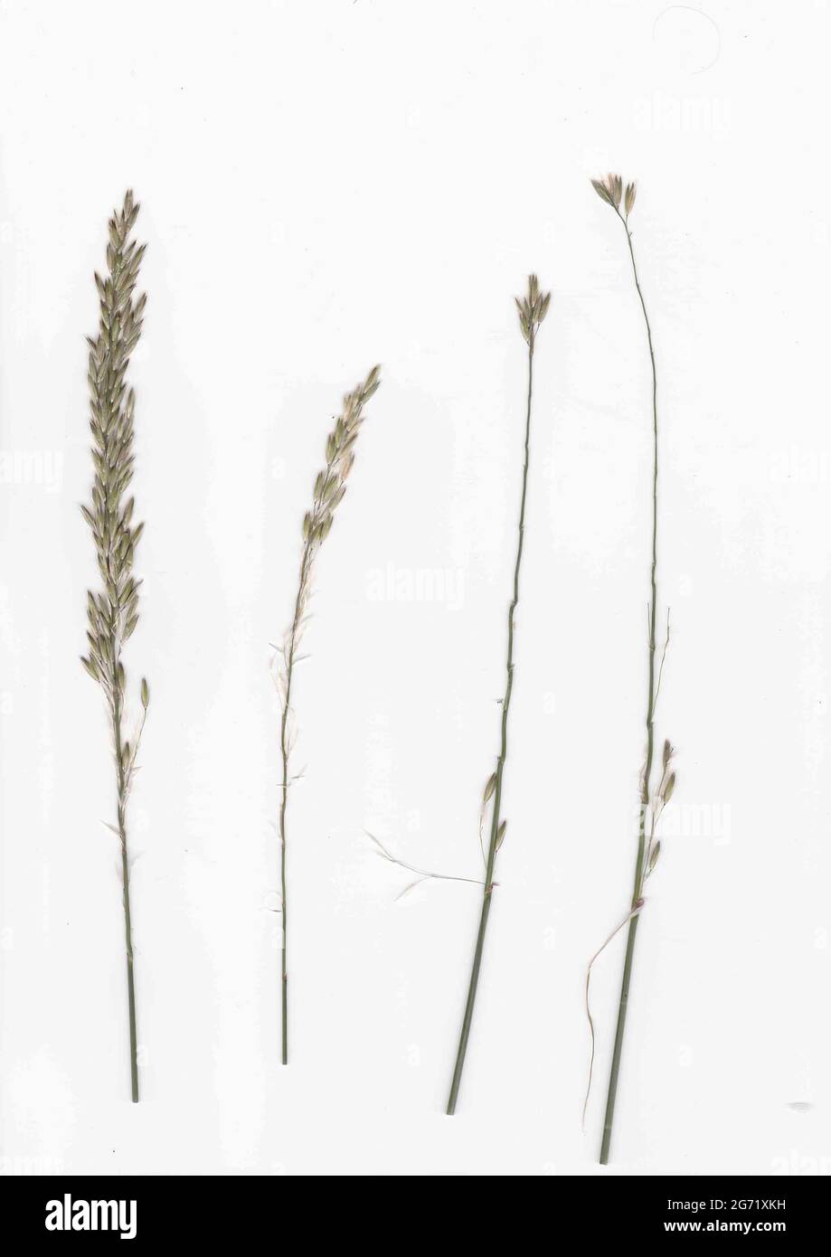 Grenaille verticale de fécibles de blé et de prairie sur fond blanc Banque D'Images