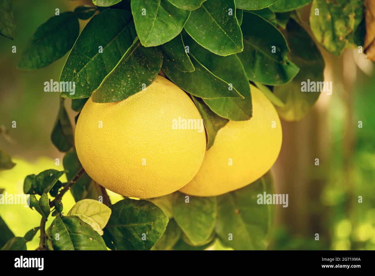Arbre pamplemousse chinois Banque de photographies et d’images à haute