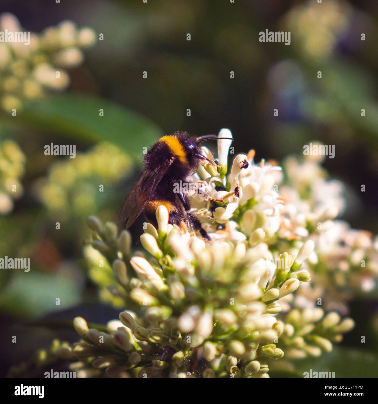 Gros plan, photo macro d'une abeille bourdonneuse sur une fleur pendant les mois d'été Banque D'Images