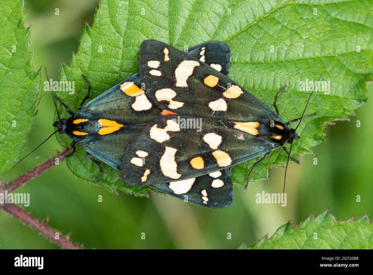 Dèmes de tigres de écarlate (Callimorphe dominula), paire de couples, Royaume-Uni, pendant l'été Banque D'Images