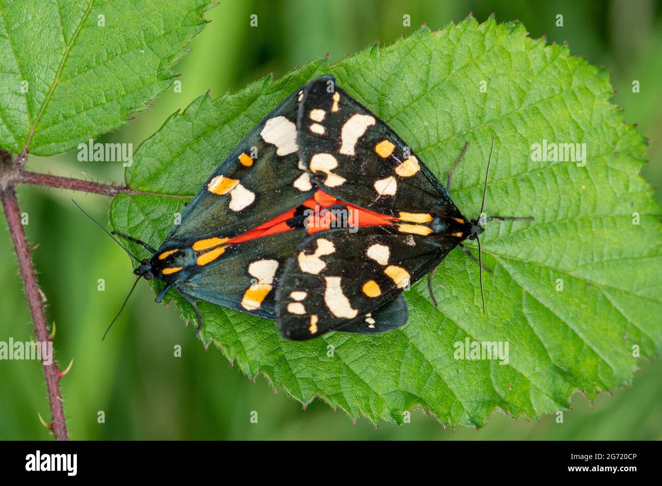 Dèmes de tigres de écarlate (Callimorphe dominula), paire de couples, Royaume-Uni, pendant l'été Banque D'Images