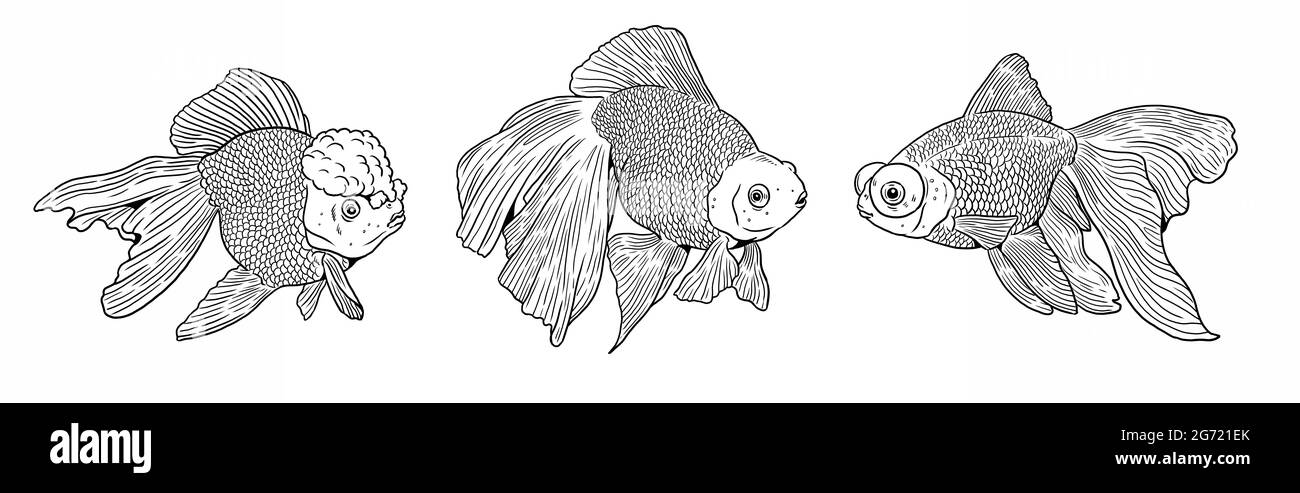 Aquarium avec voile, poisson rouge Telescope et poisson rouge de lion pour colorier. Modèles de poissons colorés. Livre de coloriage pour les enfants et les adultes. Banque D'Images