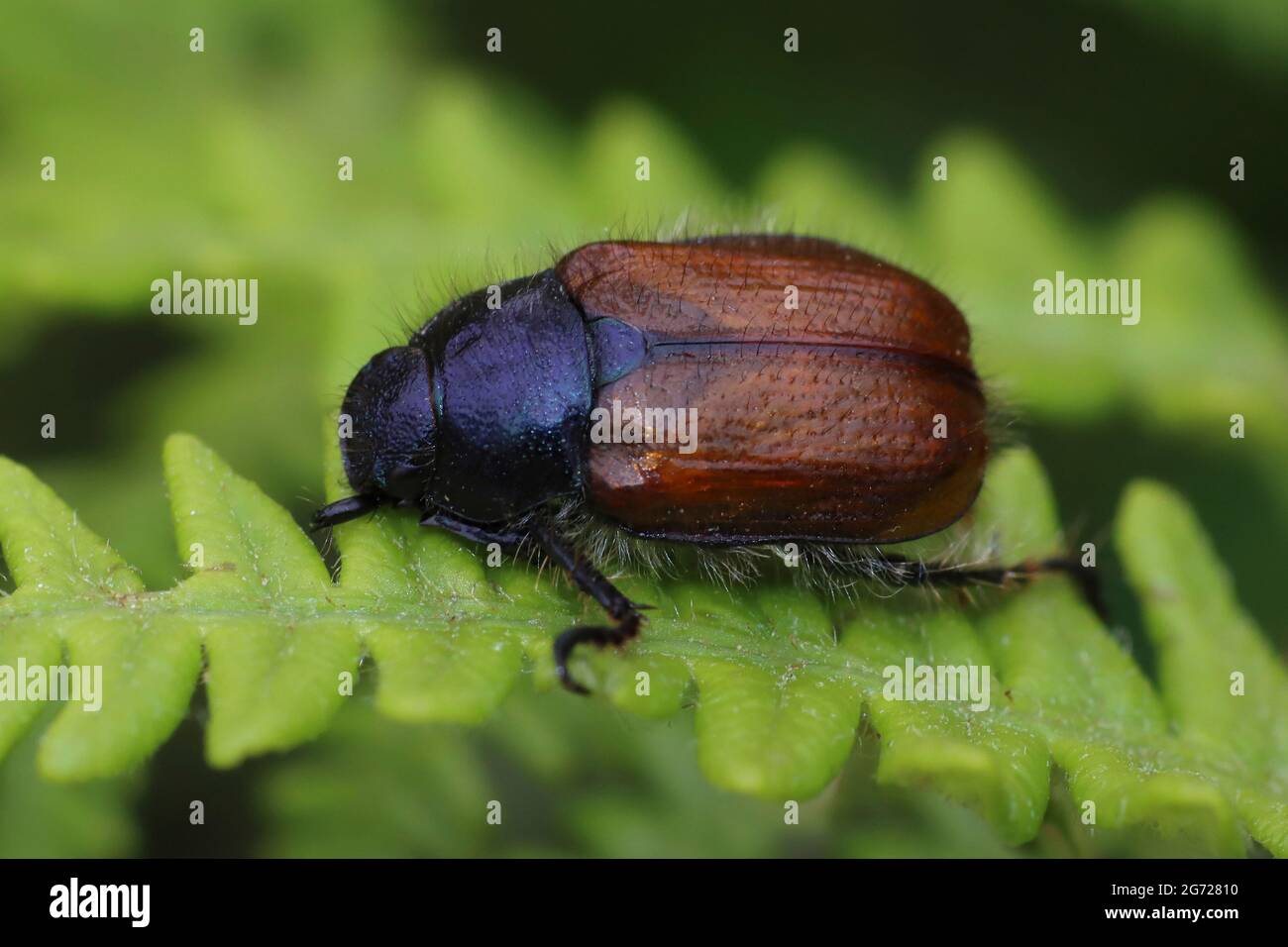 Chafer gallois - Hoplia philanthus Banque D'Images