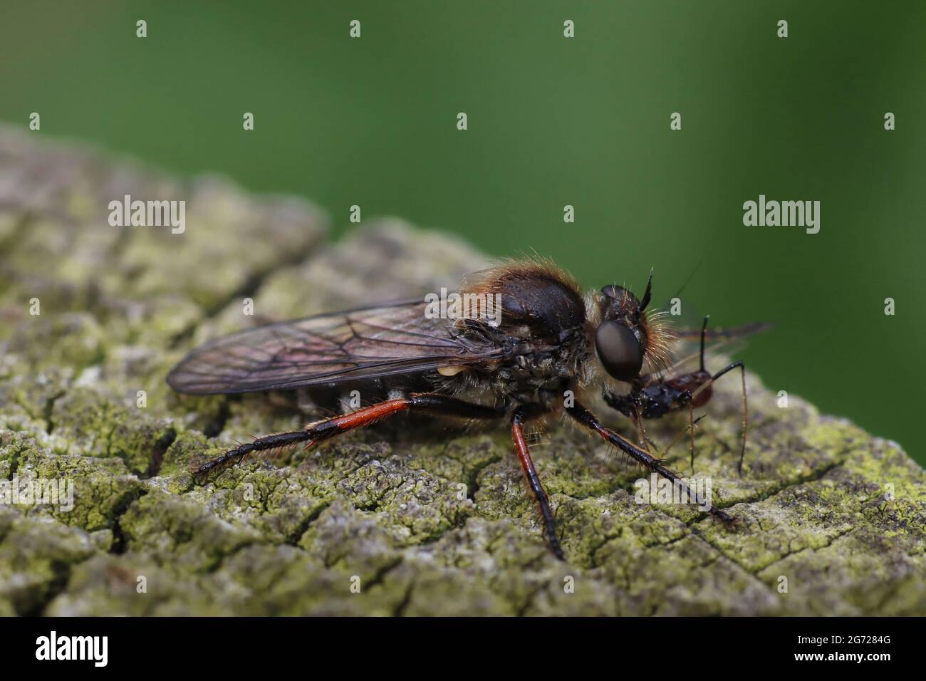 Robberfly à pieds fins - Leptarthrus brevirostris se nourrissant de proies Banque D'Images