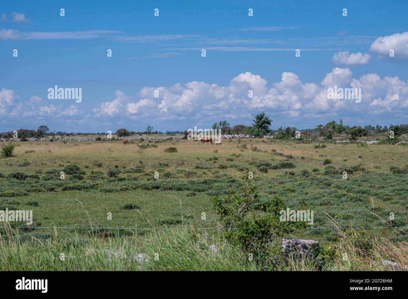 Vaches qui broutage dans le paysage agricole caractéristique de l'Oland du Sud. Cette région, dont Stora Alvaret, est classée au patrimoine mondial de l'UNESCO. Banque D'Images