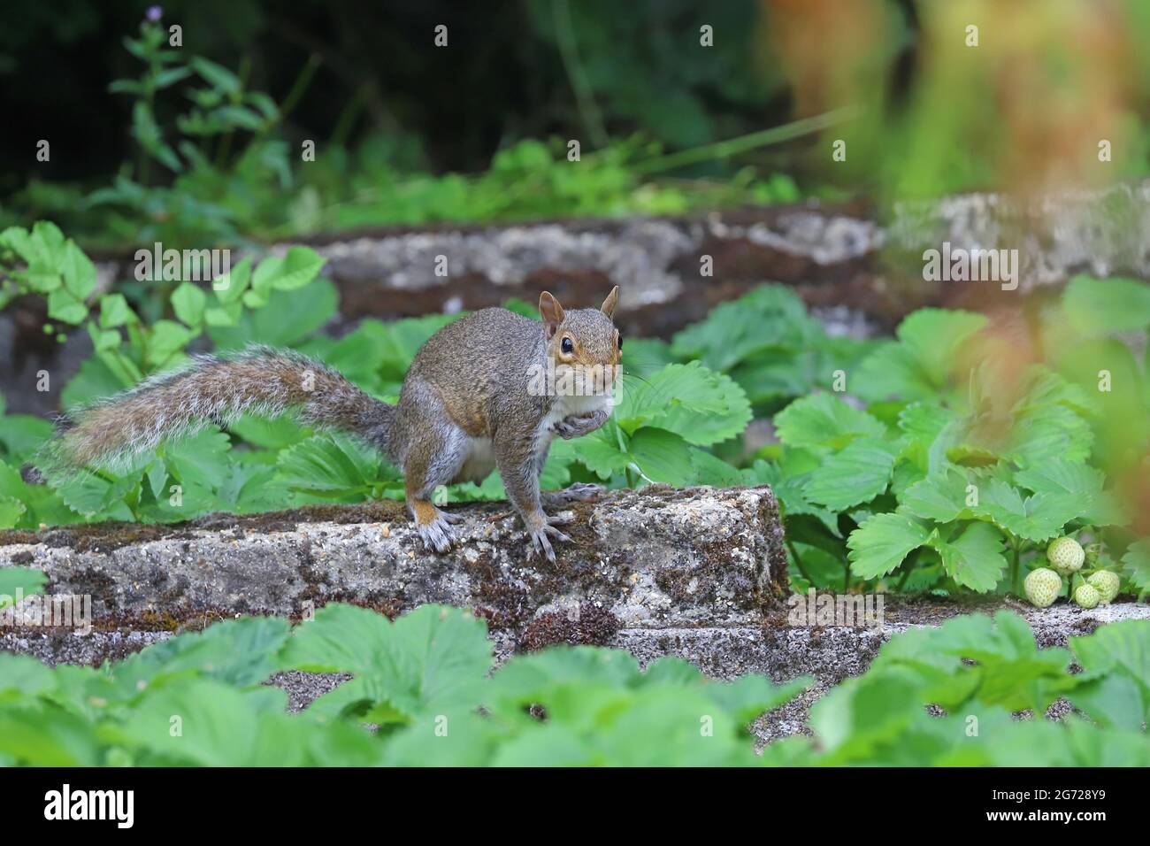 Écureuil gris qui vérifie la fraise dans le jardin Banque D'Images