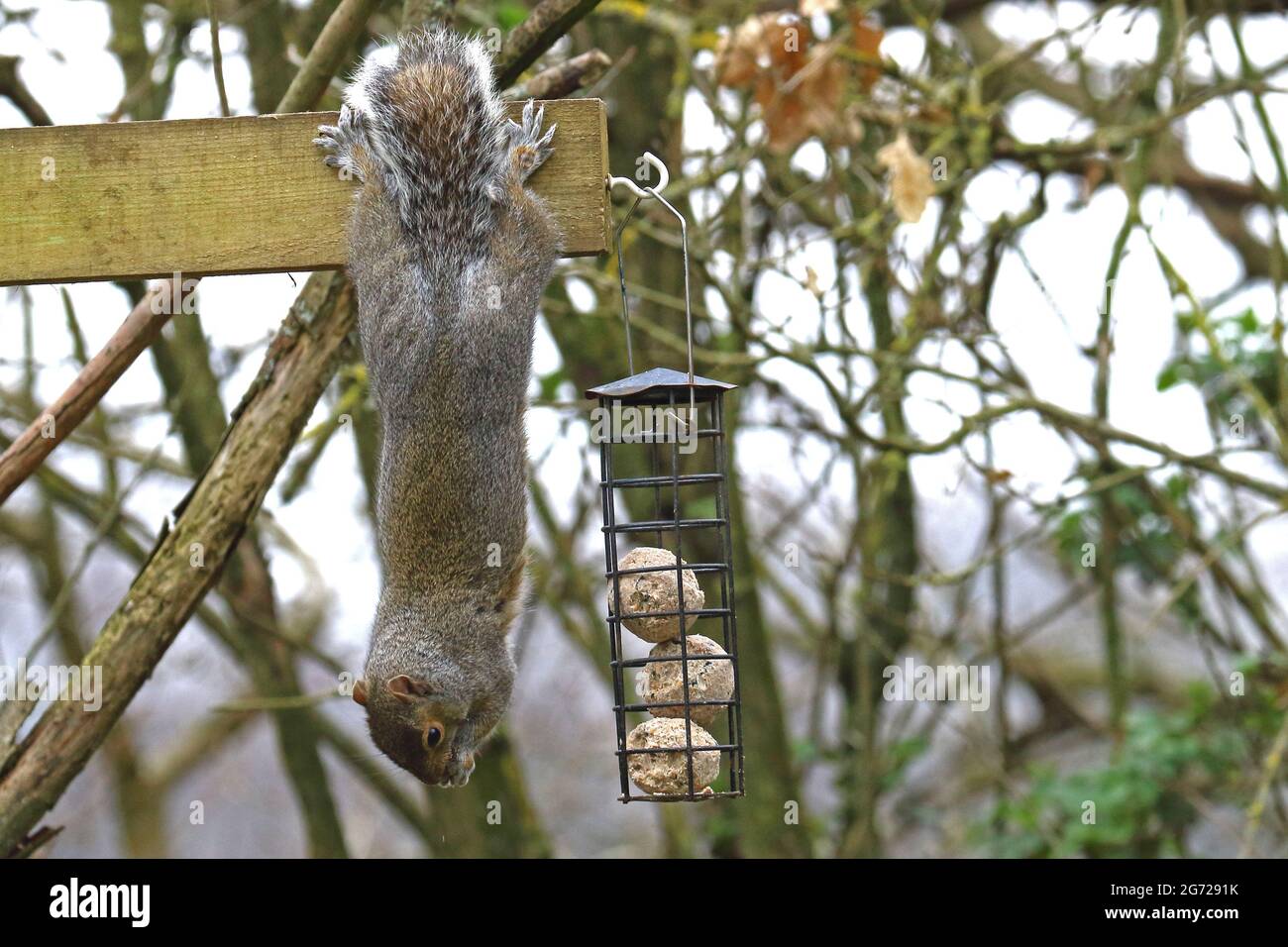 Écureuil gris acrobatique qui rauque le mangeoire à oiseaux Banque D'Images