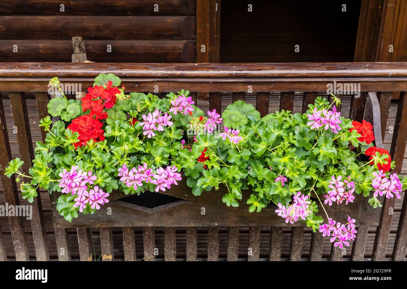 Géraniums rouges et roses dans un jardinière en bois rustique. Banque D'Images