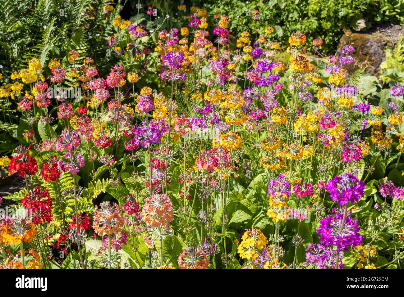 Exposition saisissantes de Candelabra Primula multicolore dans un lit de fleurs dans un parc anglais. Banque D'Images