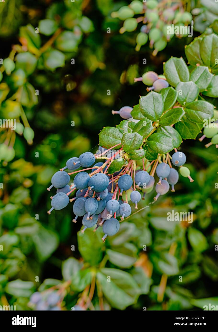 Berberis se couvrant avec des baies bleues en juillet. Banque D'Images