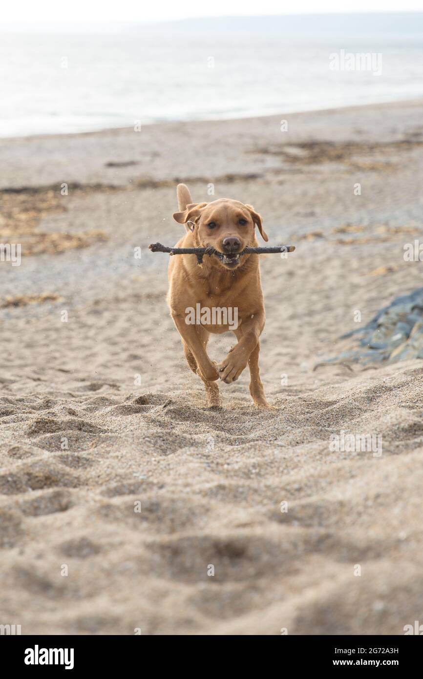 Un chien du Labrador Retiever qui court sur une plage de sable avec un bâton dans sa bouche Banque D'Images