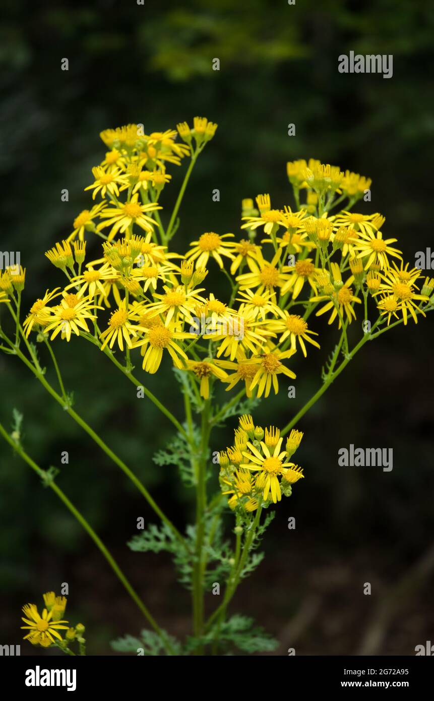 Jacobaea vulgaris, fleur sauvage jaune connue sous le nom de ragwort, ragwort commun, willing, ragwort tansy, benweed ou millepertuis Banque D'Images