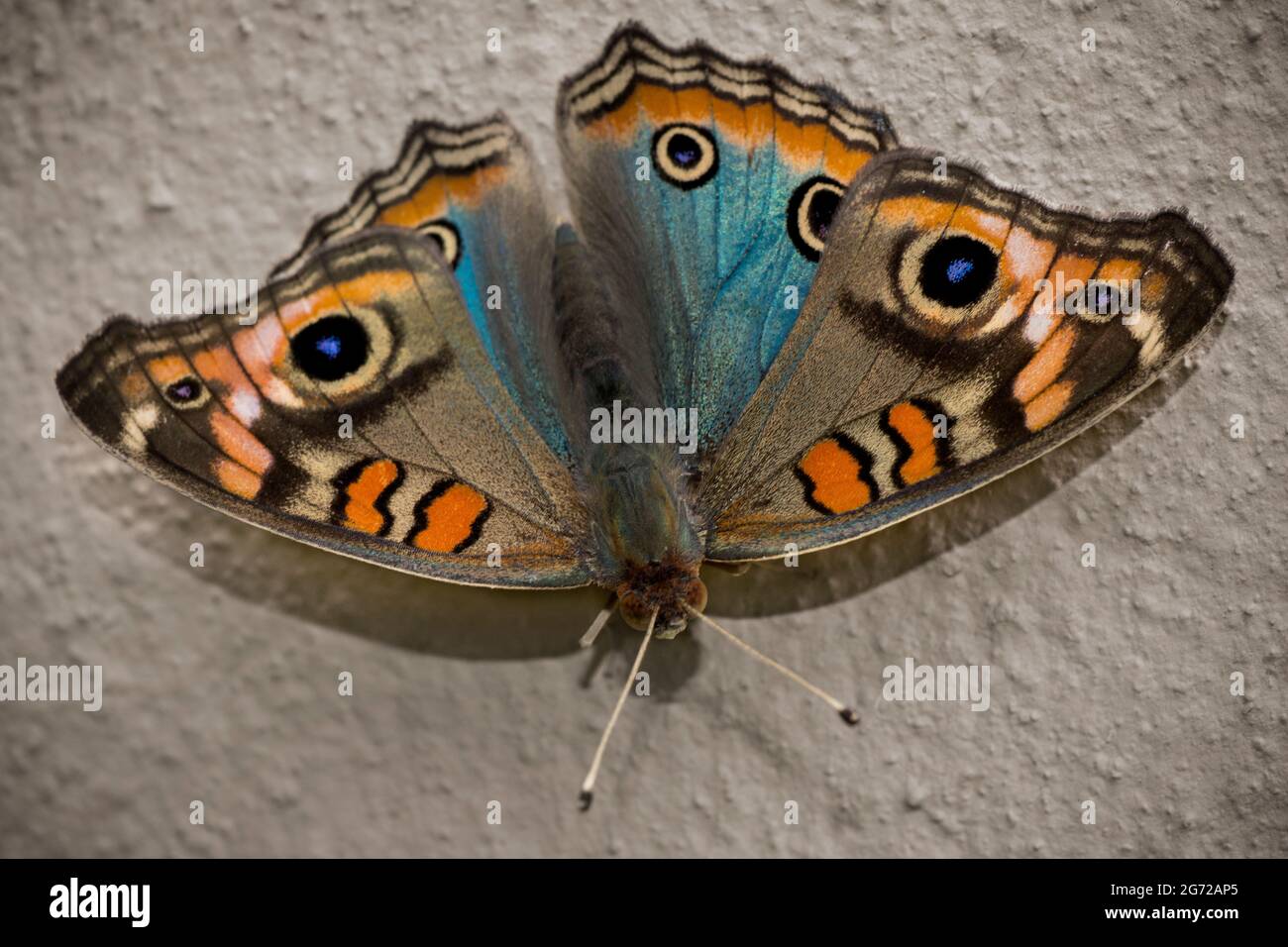 Papillon aux couleurs vives posé sur un mur – prise de vue macro. Junonia genoveva hilaris. Junonia Everate Banque D'Images