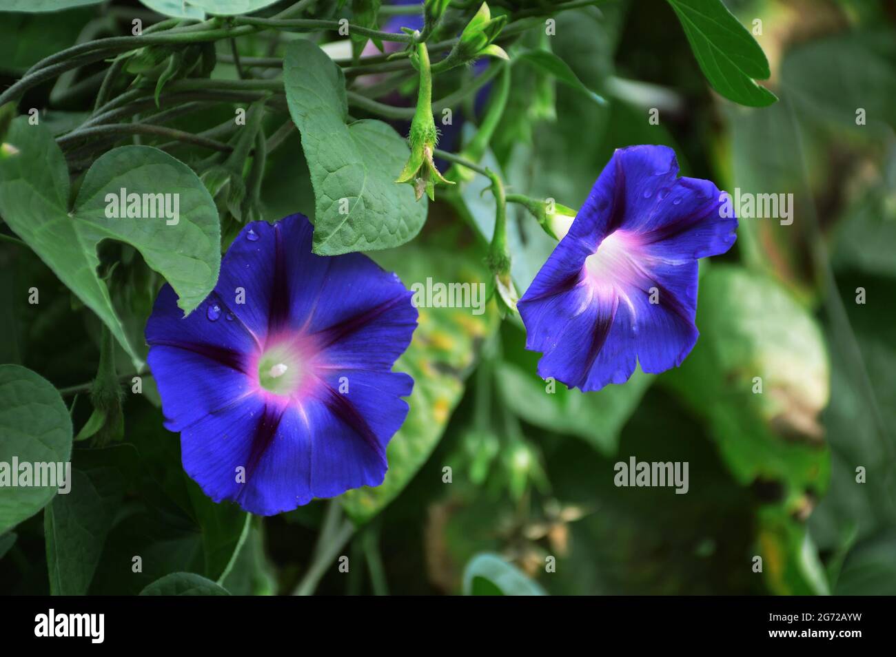 Gros plan sur les fleurs du matin bleu Banque D'Images