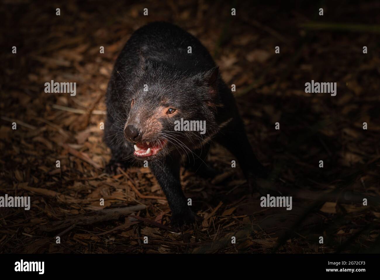 Gros plan sur un diable de Tasmanie, un marsupial carnivore en voie de disparition. Banque D'Images
