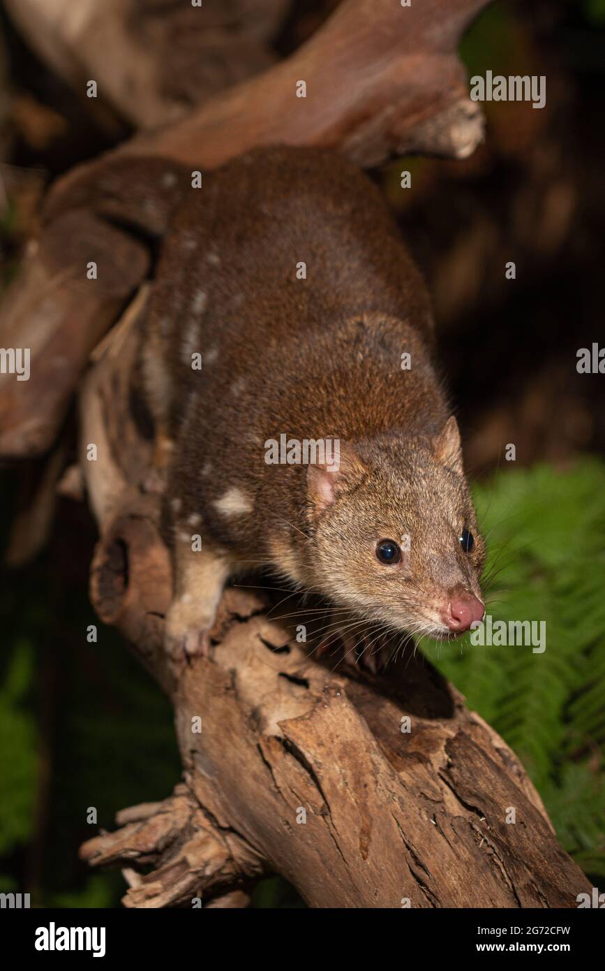 Gros plan sur un joli atoll de tigre, également connu sous le nom de quoll à queue tachetée, quoll tachetée originaire d'Australie. Banque D'Images