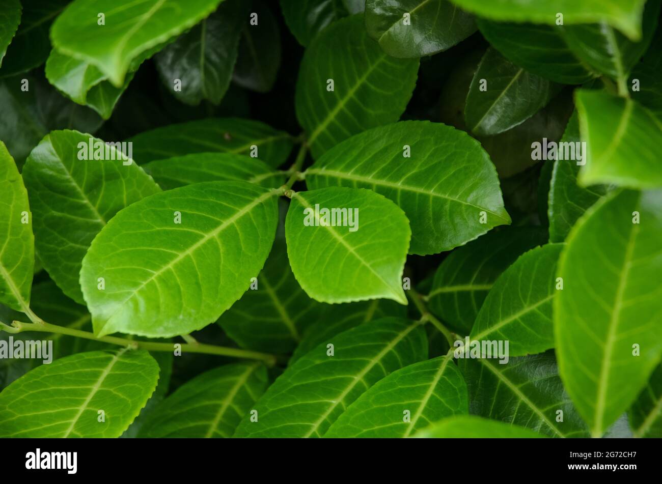 Laurel leaves prunus laurocerasus Banque de photographies et d’images à — free download