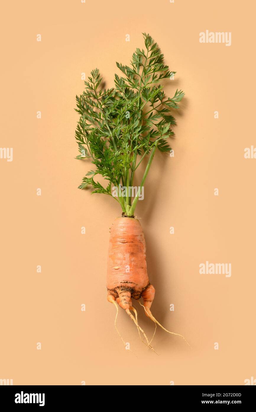 Une carotte fraîche et laid sur le beige. Format vertical. Concept de légumes naturels biologiques. Banque D'Images