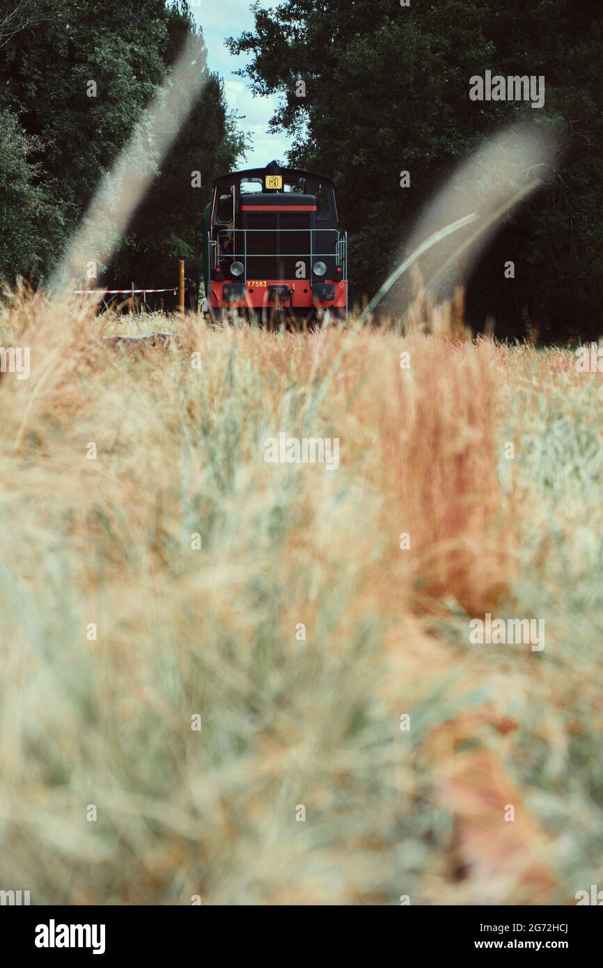 Train noir et rouge traversant des mauvaises herbes sauvages colorées, Marquèze, France Banque D'Images