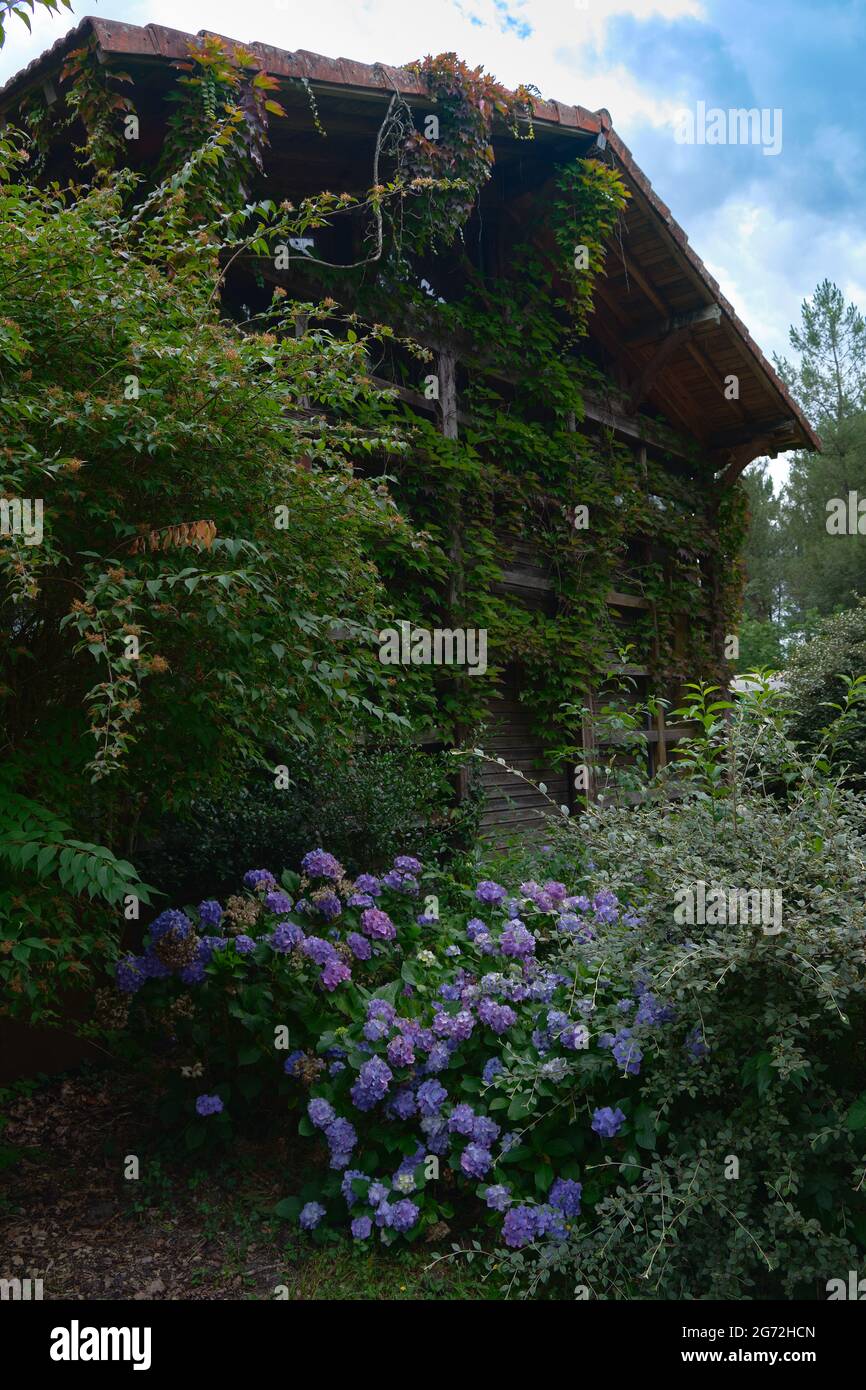 Ivy plante grimpant au-dessus d'une maison en bois abandonnée, Marquèze, France Banque D'Images