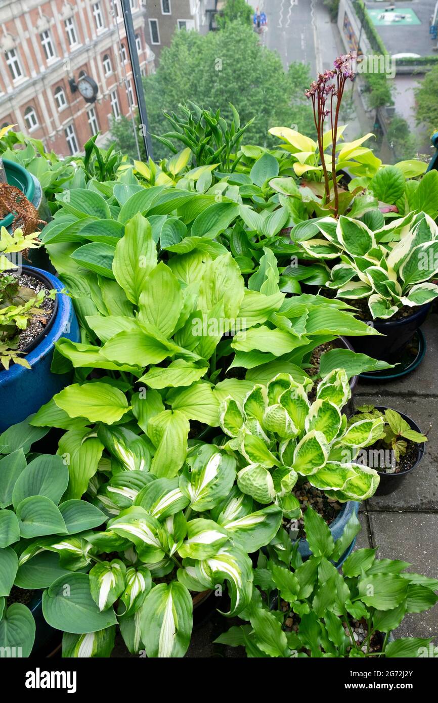 Hostas croissant dans un groupe de pots regroupés sur un haut Barbican Estate jardin toit plat jardin toit balcon en été dans la ville de Londres UK KATHY DEWITT Banque D'Images